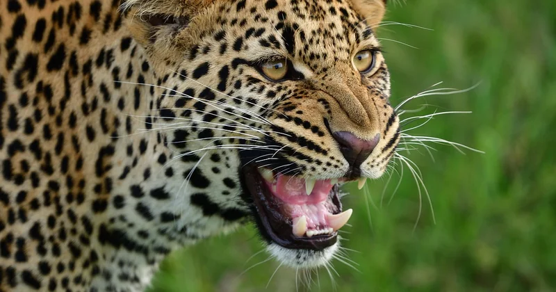 Masai Mara Karte: wo genau liegt das Gebiet eigentlich?